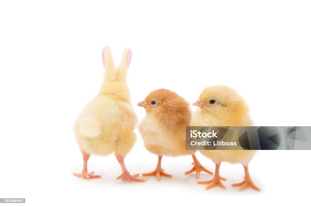 Pasqua Chicks - Foto stock royalty-free di Pasqua