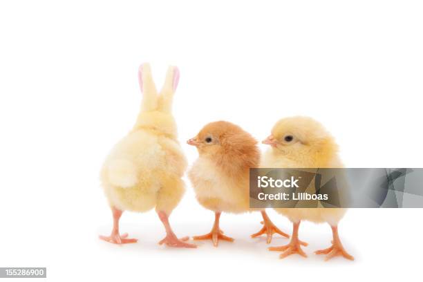 Pasqua Chicks - Fotografie stock e altre immagini di Pasqua - Pasqua, Pollo, Giallo