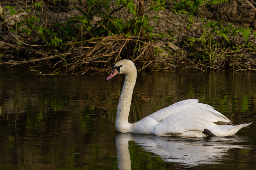 The mute swan Cygnus olor on the water of a small river. A beautiful white bird.