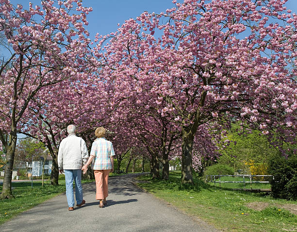 istock Rear view on senior couple walking under blooming cherry trees 155286952