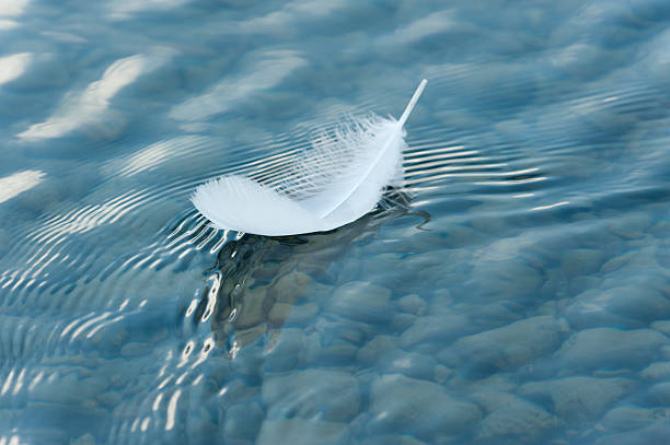 Feather on surface of the water stock photo