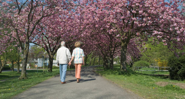 istock Rear view on senior couple walking under blooming cherry trees 155287132