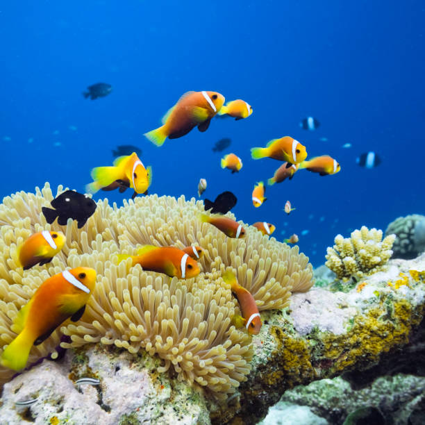 maldives anemonefish-amphiprion nigripes - riff zdjęcia i obrazy z banku zdjęć