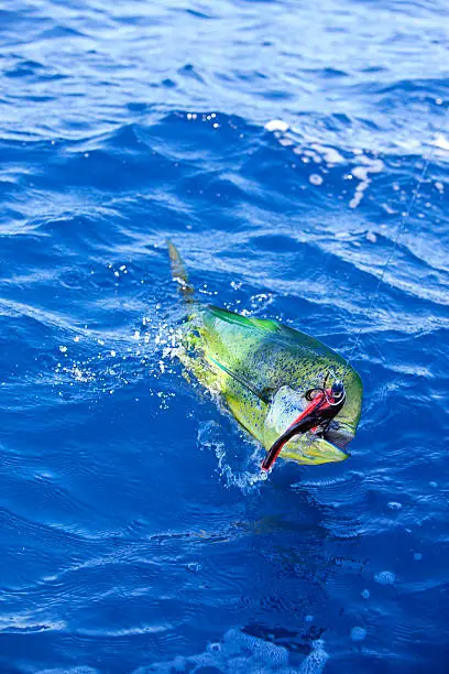 Photo of Sports: Dorado Fish on the line