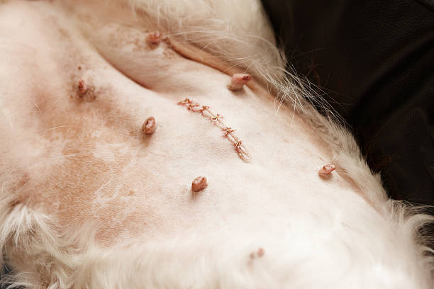 Hysterectomy stitches and scar on springer spaniel stock photo