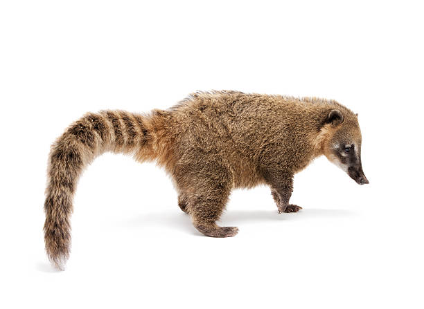 koati mundi - coati zdjęcia i obrazy z banku zdjęć