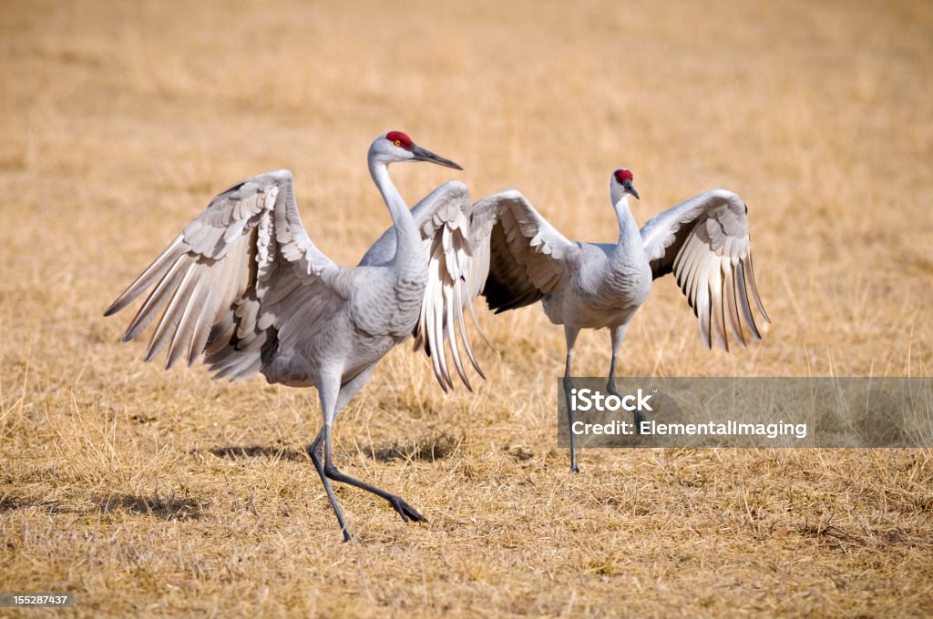 Sandhill Crane (Grus Canadensis) Dancing at the Edge Field A Pair of Sandhill Cranes Dancing Sandhill Crane Stock Photo