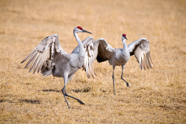 grou canadense (grus canadensis) dançando na ponta campo - sandhill crane - fotografias e filmes do acervo