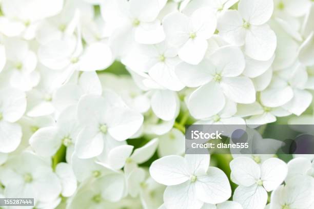 Hortensia Blanco Foto de stock y más banco de imágenes de Blanco - Color - Blanco - Color, Cabeza de flor, Color - Tipo de imagen