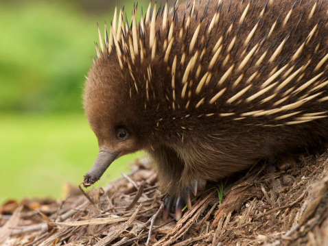 The cute and cuddly echidna native to Australia.  This one photographed in the wild in Tasmania, Australia