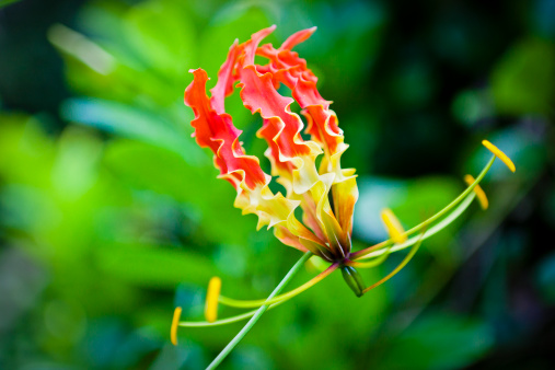 Gloriosa Lily at the Andromeda Gardens, the only botanic gardens on Barbados with over 600 plant species from around the world. Bathsheba, St. Joseph, Barbados. Canon EOS 5D Mark II