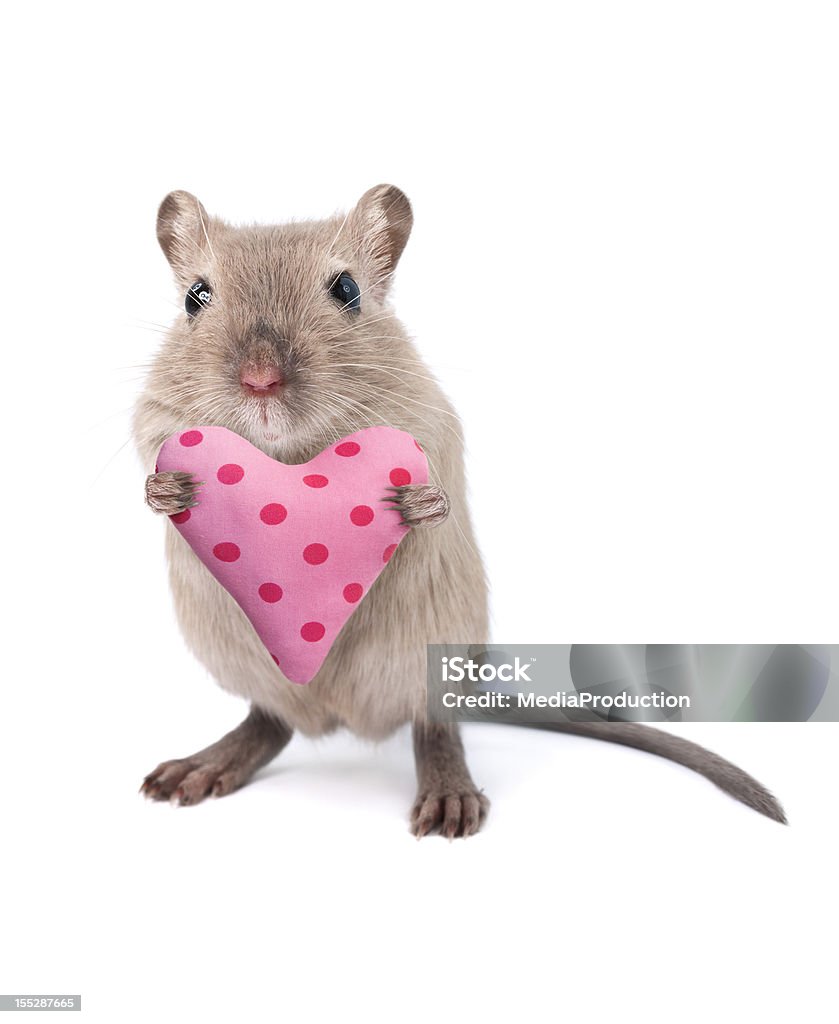 Mouse holding a heart shaped cushion Mouse holding a heart shaped cushion isolated on white Mouse - Animal Stock Photo