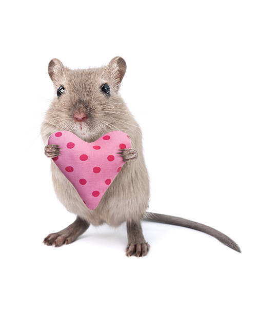 Mouse holding a heart shaped cushion Mouse holding a heart shaped cushion isolated on white rat photos stock pictures, royalty-free photos & images