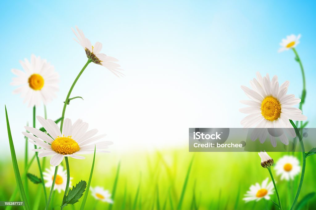 Spring Flowers Spring meadow with flowers (Golden daisy). Agricultural Field Stock Photo