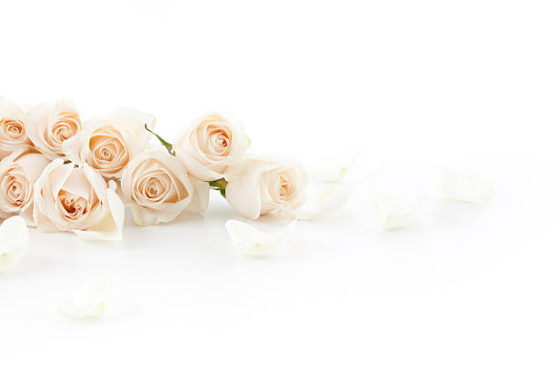 White Roses laying down stock photo