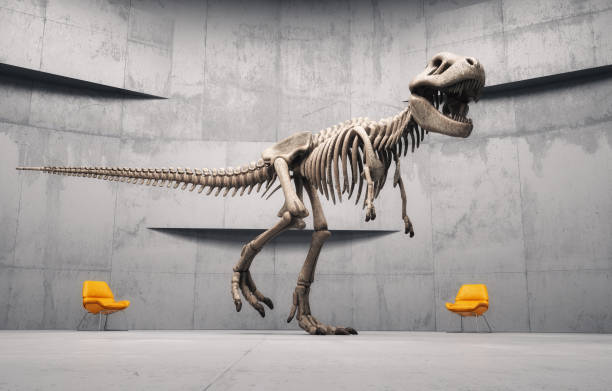 esqueleto de dinosaurio t rex. - dinosaur fossil tyrannosaurus rex animal skeleton fotografías e imágenes de stock