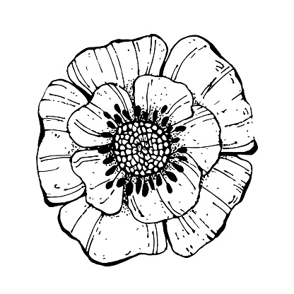 Poppy Flower Sketch. Hand Drawn Isolated Vector Illustration. Line Art Flower. Floral Line art. Botanical Line drawing.