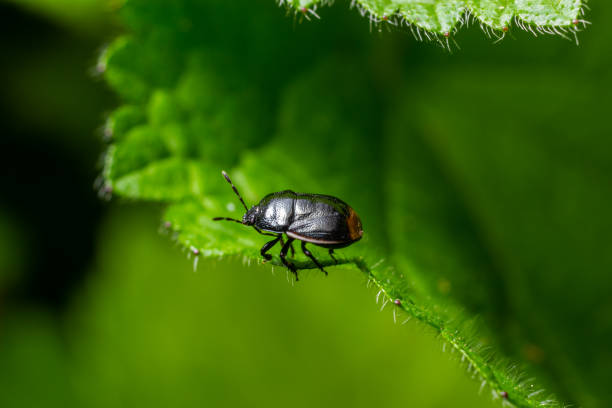 istock Bordered shieldbug Legnotus limbosus on nettle. Small black and white true bug in the family Cydnidae, seen head on showing white edges of corium 1552883635