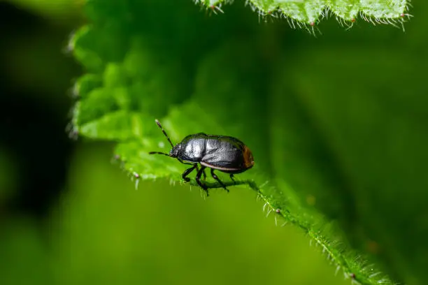 Bordered shieldbug Legnotus limbosus on nettle. Small black and white true bug in the family Cydnidae, seen head on showing white edges of corium.