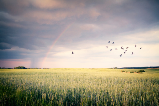 Rainbow after storm over cornfield