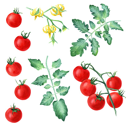A set of cherry tomatoes, leaves and yellow flowers. Hand drawn botanical watercolor illustration isolated on white background for clip art, cards, label, menu