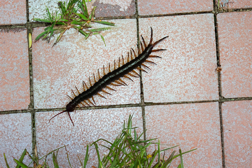 The picture shows a large centipede perched on a tiled floor in the backyard.