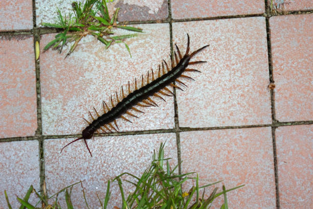 a imagem mostra uma grande centopeia empoleirada em um piso de azulejos no quintal. - centipede poisonous organism toxic substance insect - fotografias e filmes do acervo