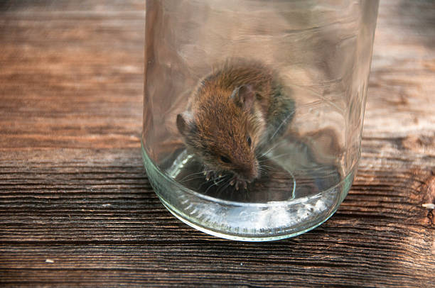 Captured mouse stock photo