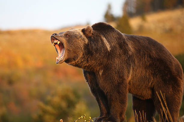 istock North American Grizzly (Brown) Bear 155289864