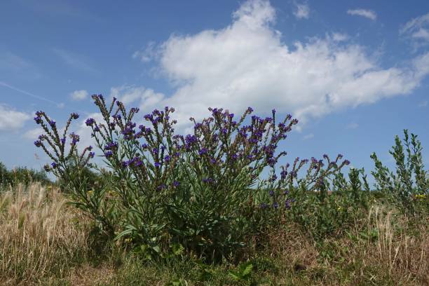 istock Wide angle closeup on a common bugloss, nectar-plant , Anchusa officinalis against a blue sunny sky 1552907041