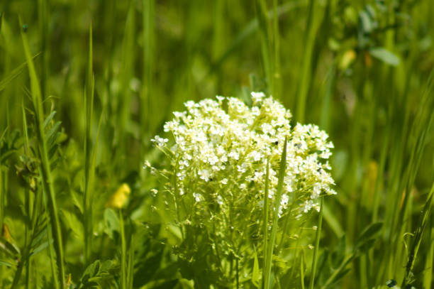 Sun shines through petals of  white flowers. Drops of dew on tender petals.