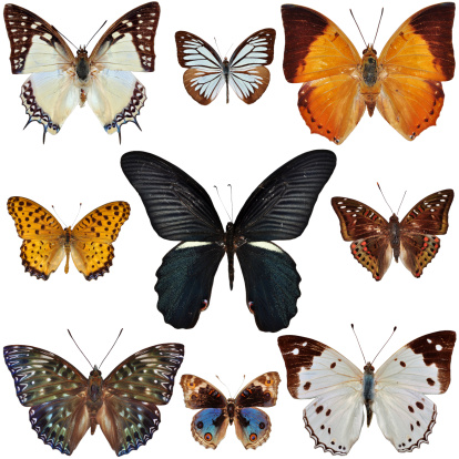 Nine Butterflies Stock Photo - Download Image Now - Butterfly - Insect ...