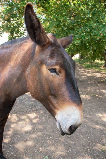istock Head of a Poitou mule, close-up profile view 1552930022