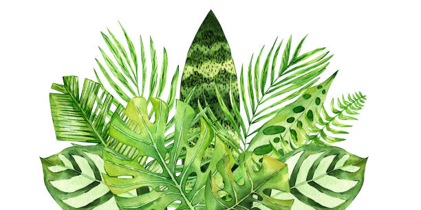 ilustrações de stock, clip art, desenhos animados e ícones de tropical leaves watercolor illustration isolated on white background. hand drawn exotic floral composition. fan palm leaf, monstera, fern. perfect for printing on cards, invitations, banner, digital - tree single word green fruit