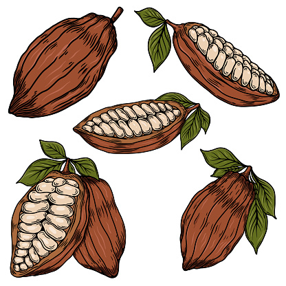 Cocoa pods and beans. Cacao bob. For packaging, cards, flayers