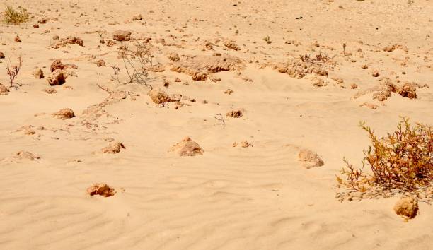 istock Sands of a dune under the midday sun. 1552944308