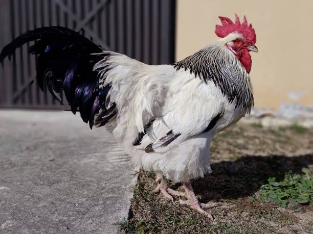 istock Rooster on grass in a garden. 1552952061