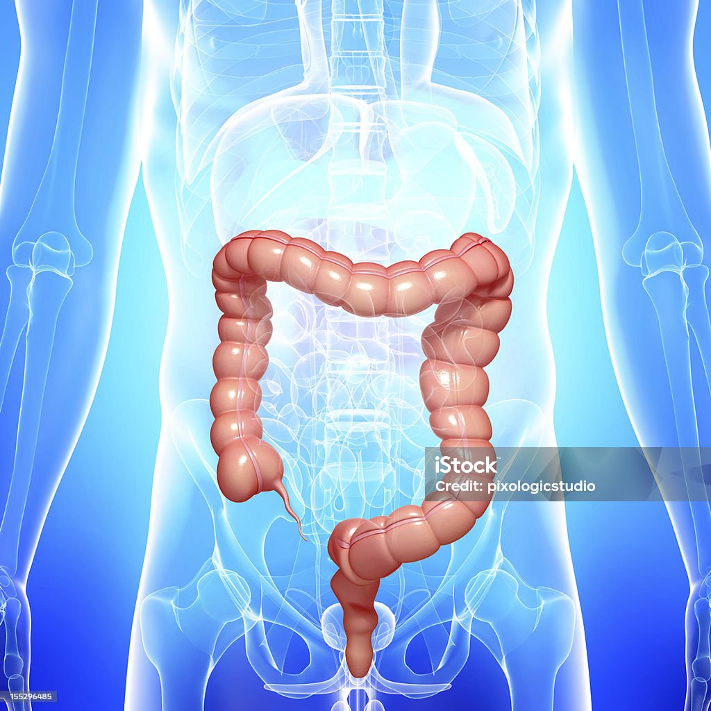 human body with highlighted large intestine 3d art illustration of human body with highlighted large intestine Anatomy Stock Photo