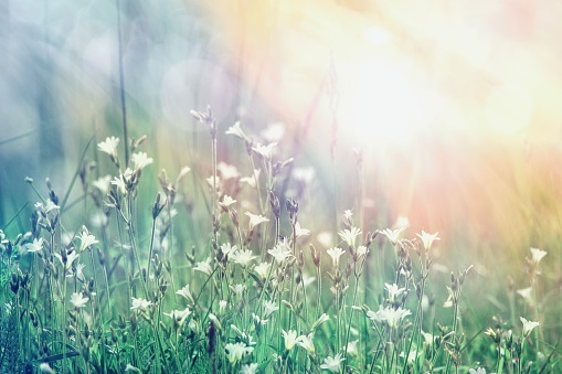Beautiful summer landscape as an floral background, wild  flowers in the meadow and  sunlight.