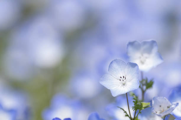青い花ネモフィラ