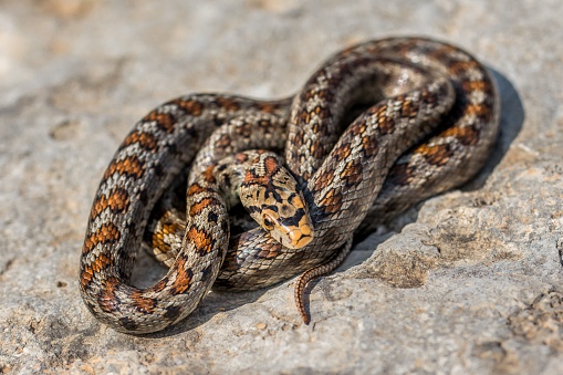 An adult Leopard Snake or European rat snake, Zamenis situla, an endemic snake species in the Maltese Islands.