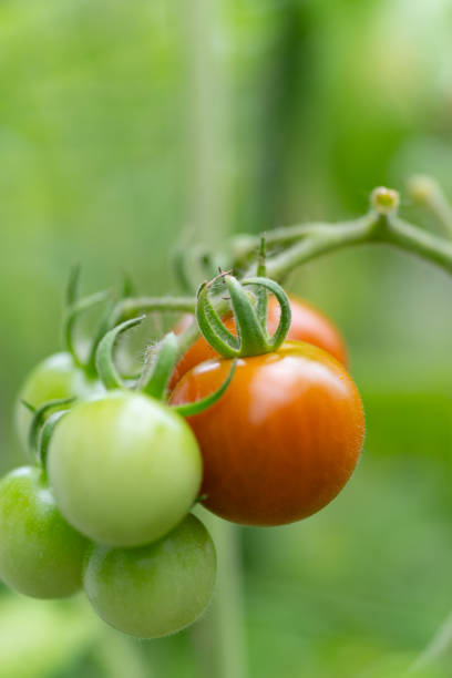 istock Tomatoes grown in the home vegetable garden 1552982444