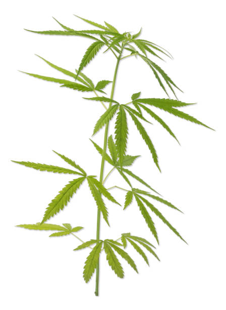 istock Cannabis or hemp plant isolated on white background. 1552983504