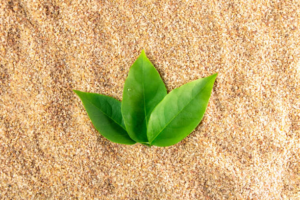 istock Three leaf on sand beach top view well free space for text season background. 1552985585
