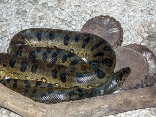 istock Green anaconda snake at the zoo 1552987181