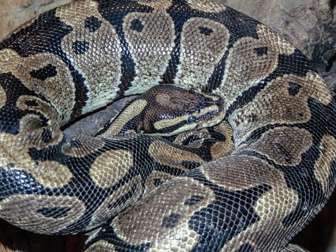 Python lying on the floor in a studio, close up