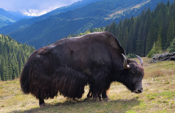 istock Yak in a pasture high in the mountains 1552987739