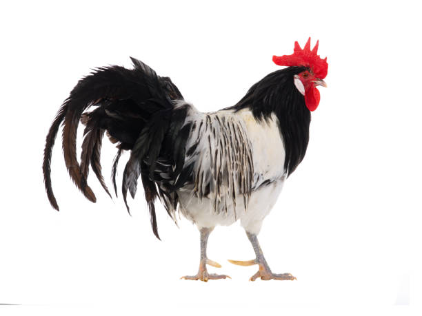 istock Lakenfelder rooster isolated on white background 1552987745