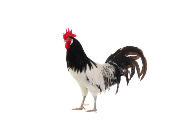 istock Lakenfelder rooster isolated on white background 1552989924