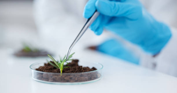 istock Tweezer, hands and scientist with plant for botany research, experiment and sample. Science, medical professional and doctor with petri dish for food, study and agriculture for natural growth in lab 1552992129